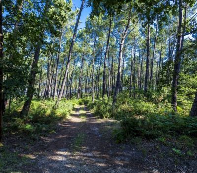 foret-landes